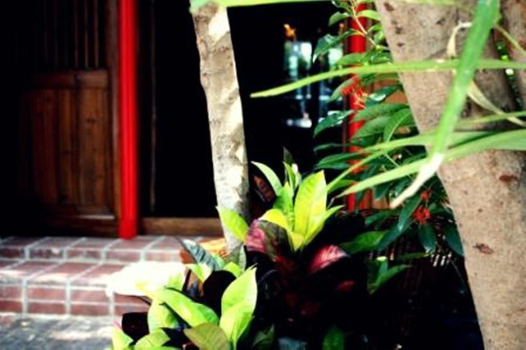 Rainforest *
