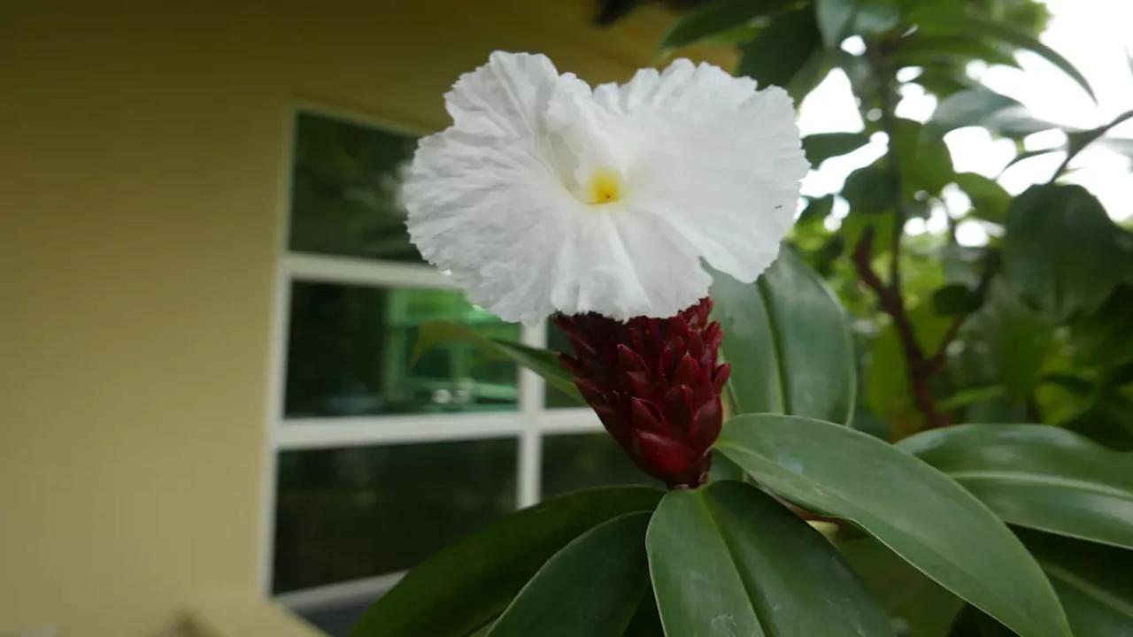 Homestay Pandora Spring Kuala Lumpur