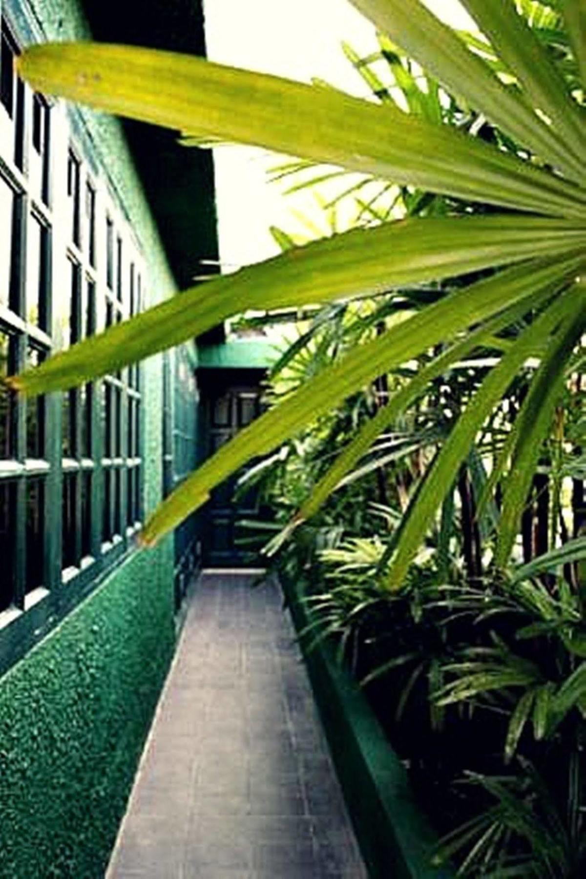 Rainforest