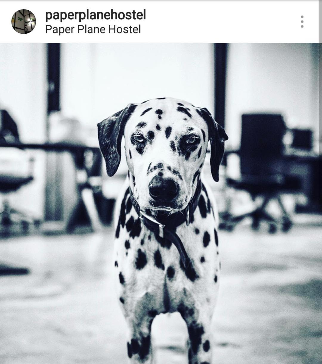 Paper Plane Albergue *